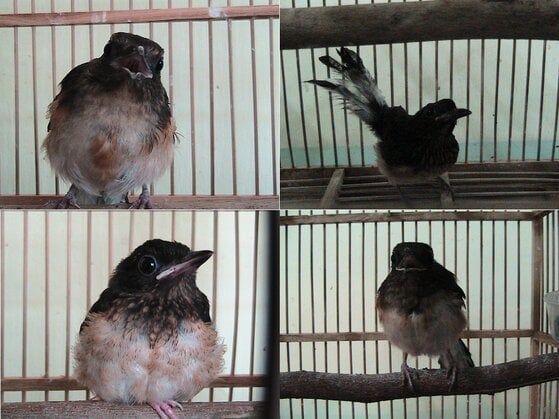 Sebagian trotolan murai batu Global Fauna Farm Sebagian trotolan murai batu Global Fauna Farm