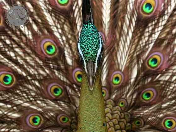 Pavo muticus - Burung Merak Gembira Loka Pavo muticus - Burung Merak Gembira Loka