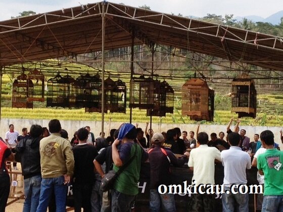 Suasana Lomba di Jatipurno Suasana lomba burung di Jatpurno