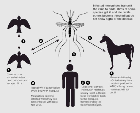 Siklus virus west nile Siklus virus west nile