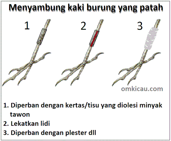Menyambung kaki burung yang patah Menyambung kaki burung yang patah