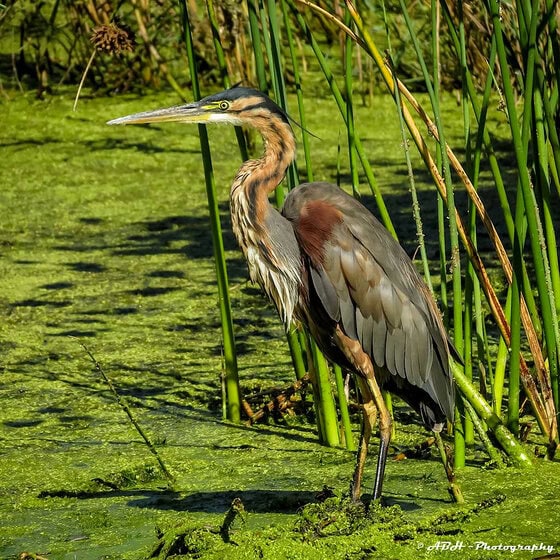 Purple Heron Purple Heron