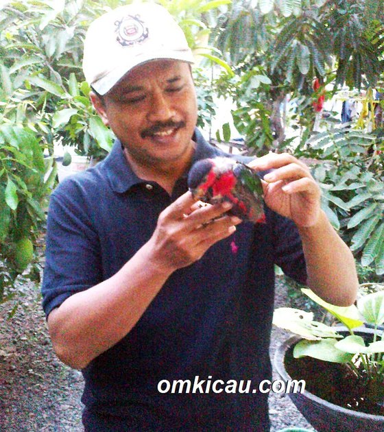 Anakan nuri kepala hitam sudah bisa diajak bermain-main Anakan nuri kepala hitam sudah bisa diajak bermain-main