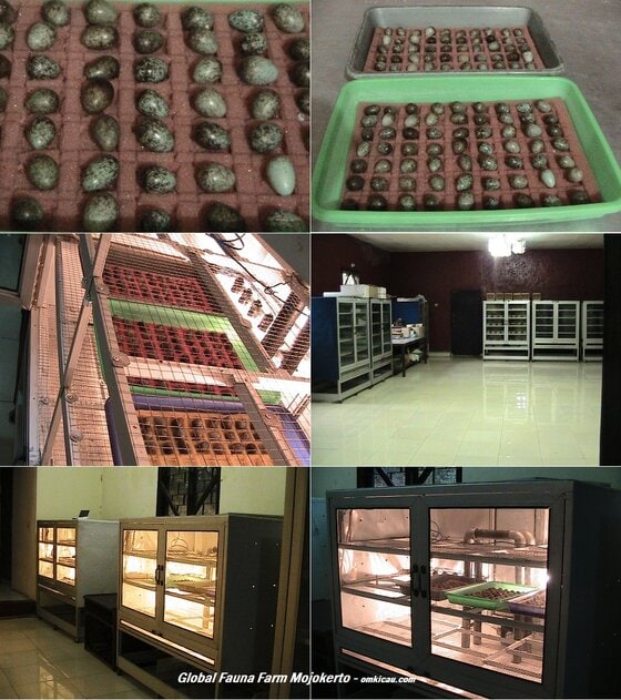 Telur dan mesin tetas Global Fauna Farm Mojokerto Telur dan mesin tetas Global Fauna Farm Mojokerto