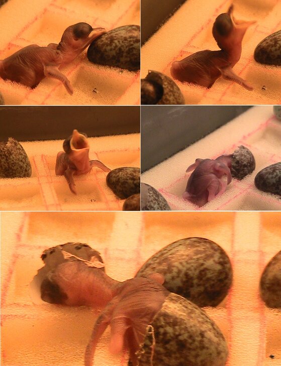 Anakan murai batu baru menetas di mesin tetas Global Fauna Farm Anakan murai batu baru menetas di mesin tetas Global Fauna Farm