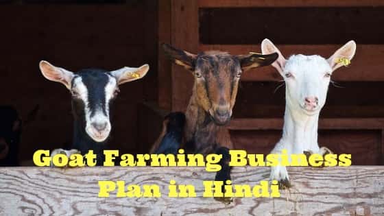 goat farming business plan in hindi