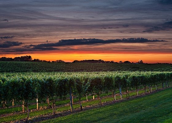 Tips for Beating Depression - Wolffer-Vineyard-at-Sunset