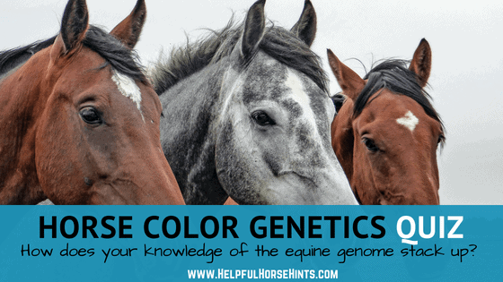 Horse Color Genetics