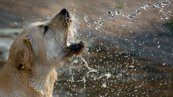 Desert dog drinking water