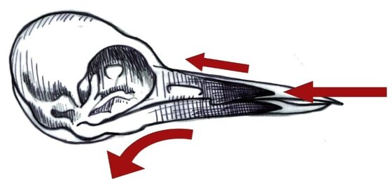 Diversion of forces by the beak
