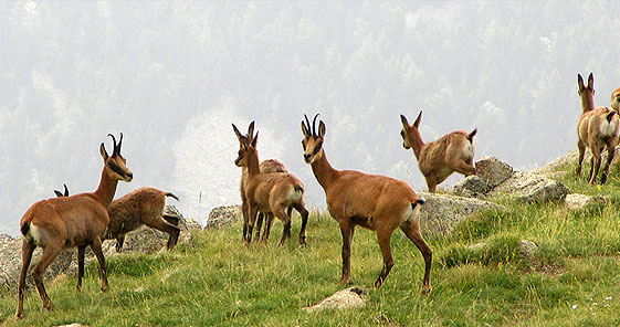 Isards pirineu