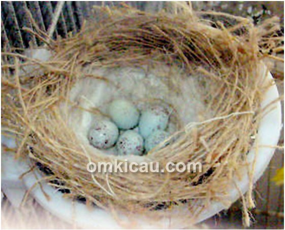 telur kenari