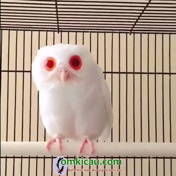 mutasi genetika pada burung