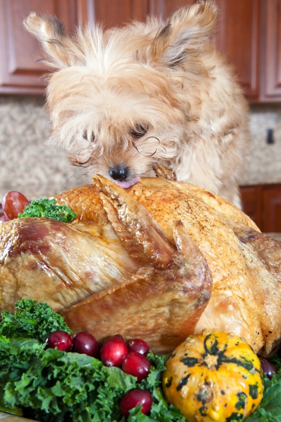 Can dogs eat turkey?