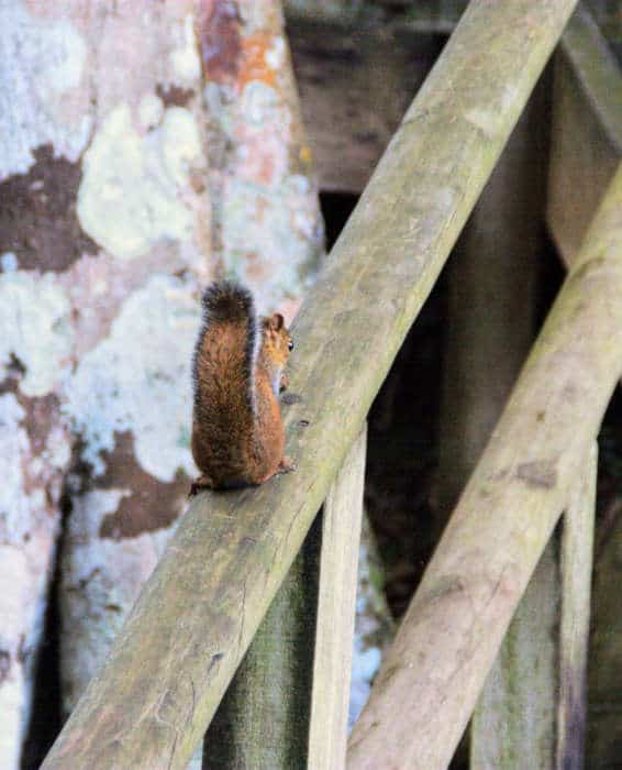 Wildlife in Yaxha - Squirrel