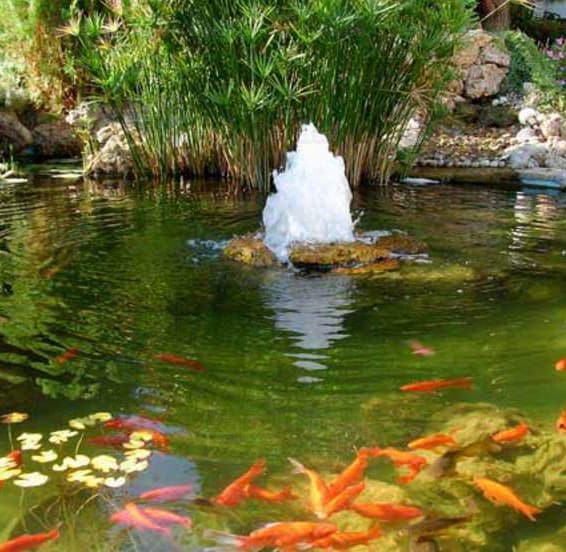 The 10 Best Water Garden Aeration Kits You Can Buy Today Water