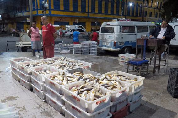 Peixes chegam de madrugada ao Mercado Ver o Peso