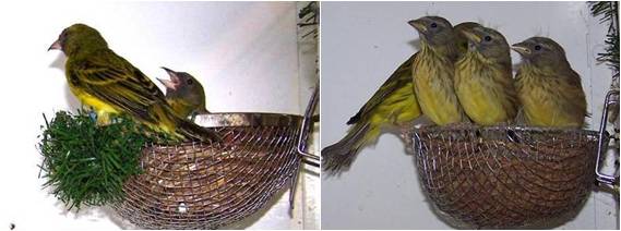 INDUKAN YANG SEDANG MENGERAM DAN ANAKAN YANG SUDAH BERUSIA 19 HARI | Photo Charlie Song Bird