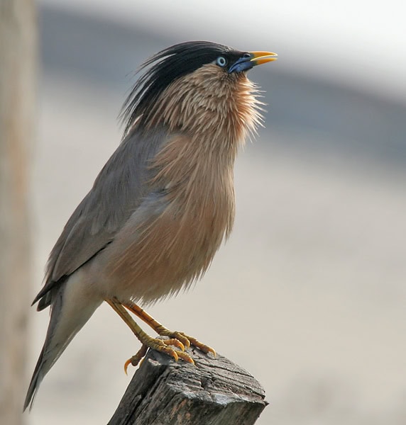Brahminy myna