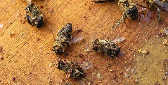 How To Clean Out Learn From A Dead Beehive Here S What To Do