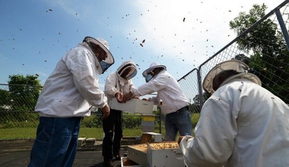 Beekeeping Association Helping New Beekeepers Get Started