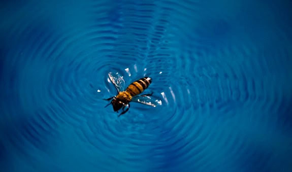 How To Keep Bumble Bees And Wasps Away : Bees Vs Wasps Vs Hornets What Are The Differences : Peppermint is something that should be quite pleasant to you, but the bees in the area will consider it to be repugnant.