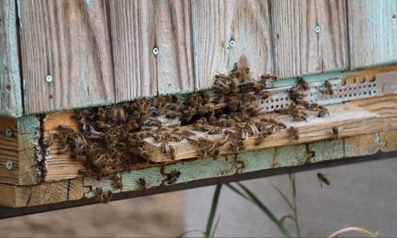 Robbing Bees Outside Hive Entrance