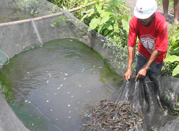 Panen Udang Galah