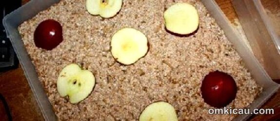Ulat hongkong diberi makan buah