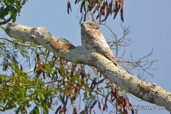 Burung potoo sering diam bertengger dibatang pohon pada siang hari