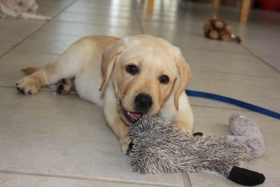 Toby with his new toy Toby with his new toy