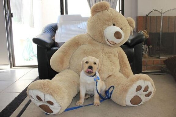 Toby and the giant teddy bear Toby and the giant teddy bear