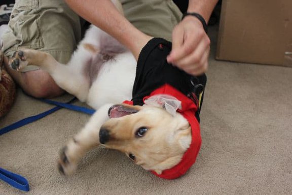 Puppy Mischief Puppy Mischief