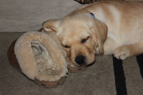 Sleeping Puppy Sleeping Puppy