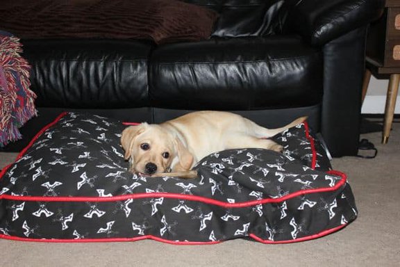 Toby's Rockin Dog Bed Toby's Rockin Dog Bed