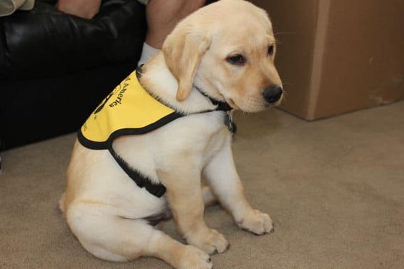 Puppy In Training Vest Puppy In Training Vest