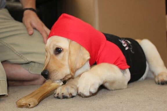 Toby wearing his Bret Michaels dog costume Toby wearing his Bret Michaels dog costume