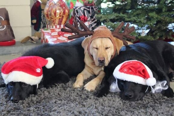 Happy Holidays From The Doggies!