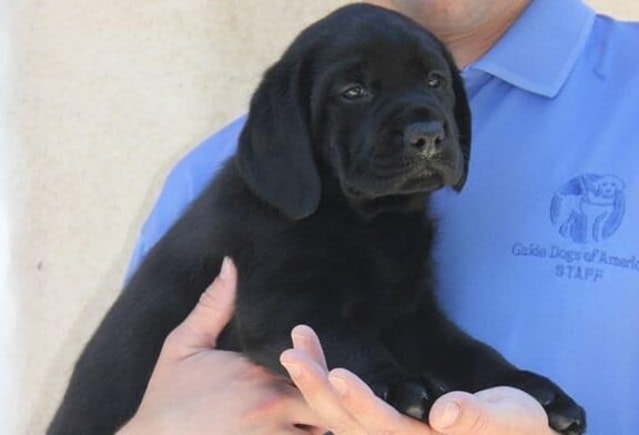 Future Guide Dog Puppy Future Guide Dog Puppy