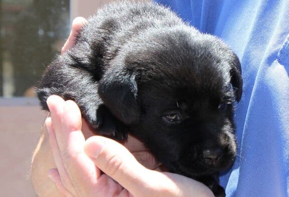 Future Guide Dog Future Guide Dog