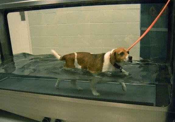 PetSafe Mabel the Beagle PetSafe Mabel the Beagle