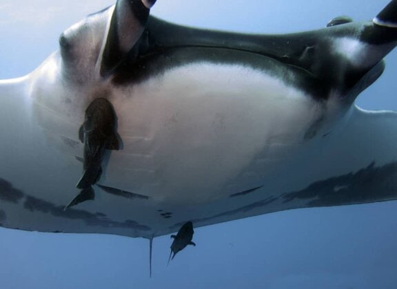 San Benedicto, diving, mantas