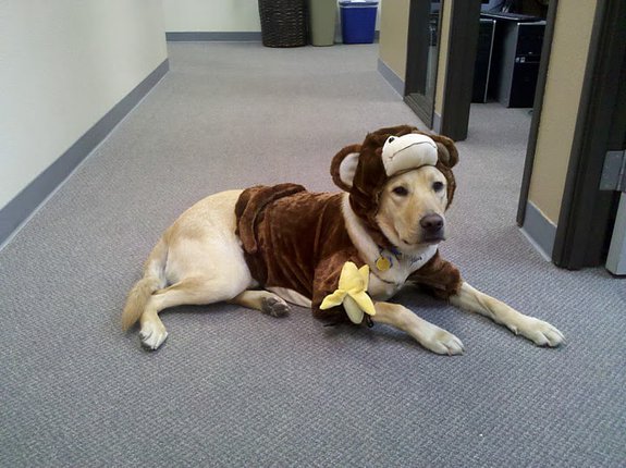 Dublin Monkey Halloween Dog Costume Dublin Monkey Halloween Dog Costume