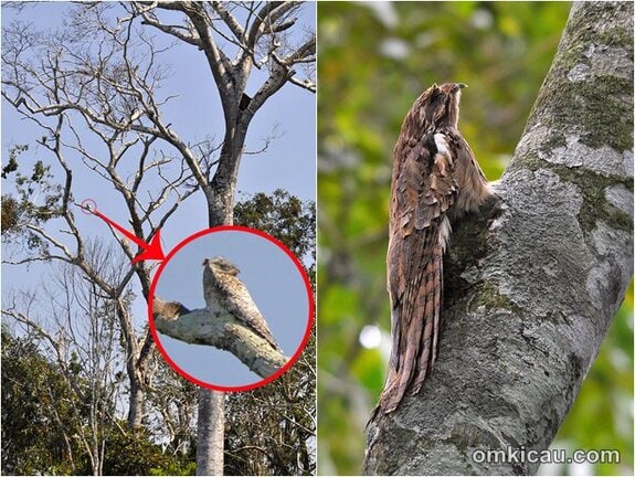 Burung potoo