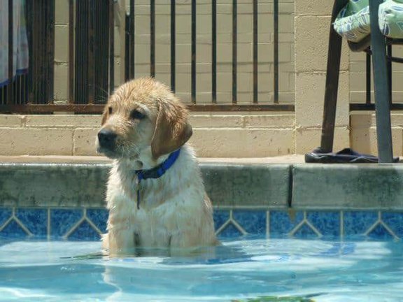 Archie the water dog Archie the water dog
