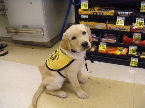 Dublin a working guide pup Dublin a working guide pup