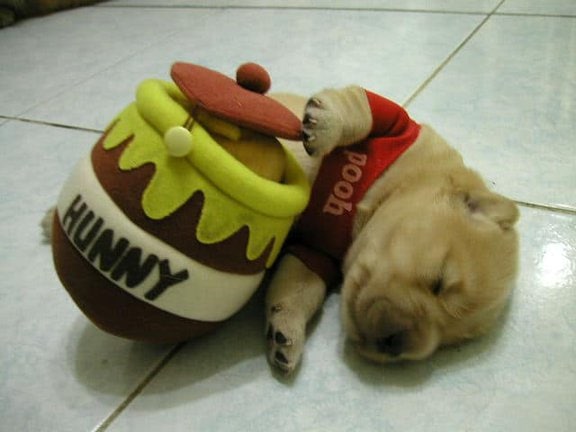 The Cutest Pooh bear dog Halloween costume ever! EVER!!! The Cutest Pooh bear dog Halloween costume ever! EVER!!!