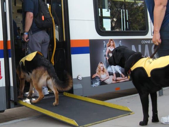 Guide dogs in training boarding the bus Guide dogs in training boarding the bus