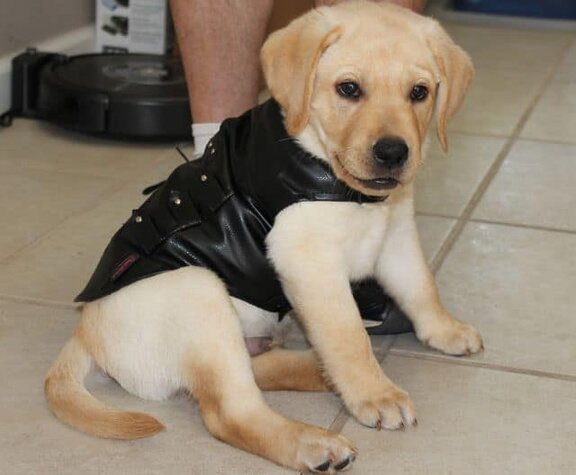 Bret Michaels Pets Rock Pleather Vest Bret Michaels Pets Rock Pleather Vest
