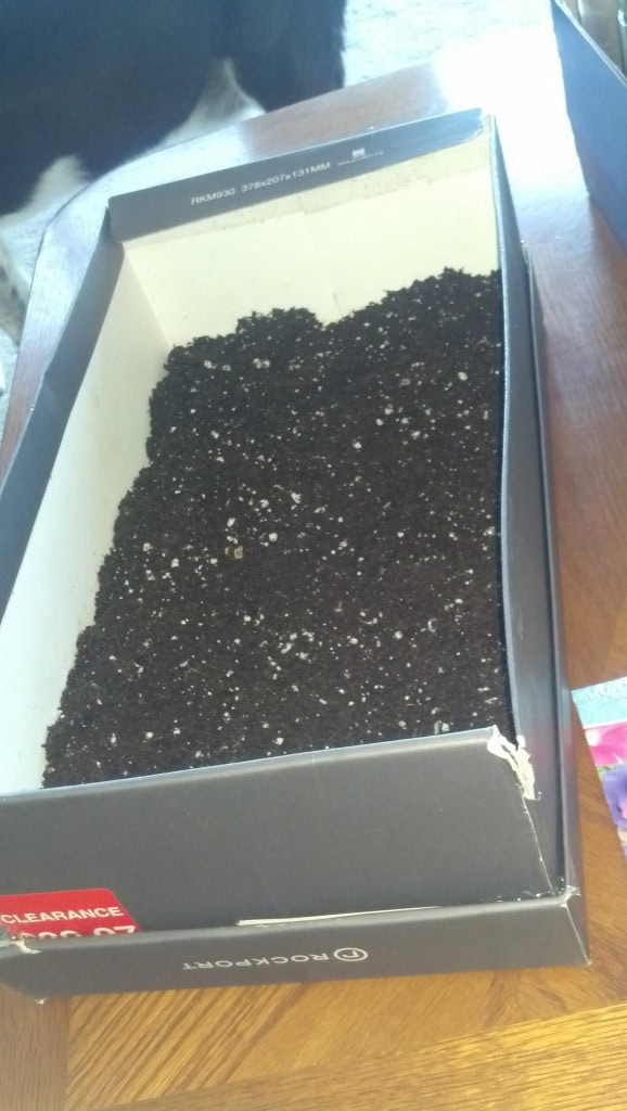 I put in about 2 inches of soil, patted it down, poked some holes, plopped in some seeds and covered them back up